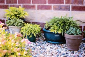 plants-in-pots-818718_1280